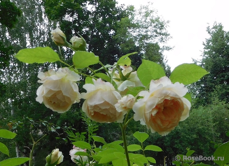 Ginger Syllabub