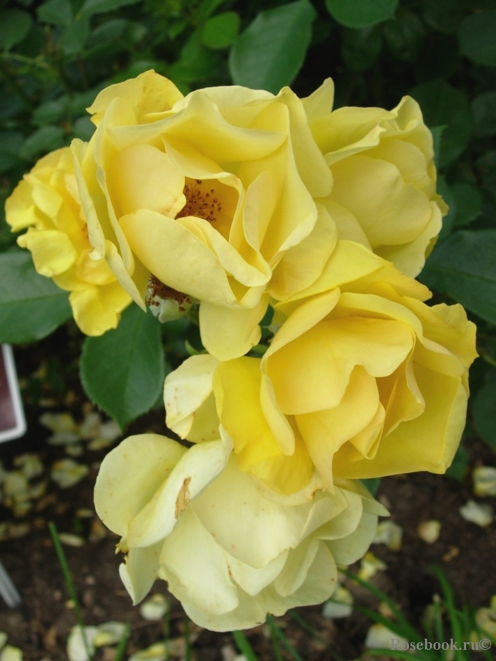 Yellow Fleurette 