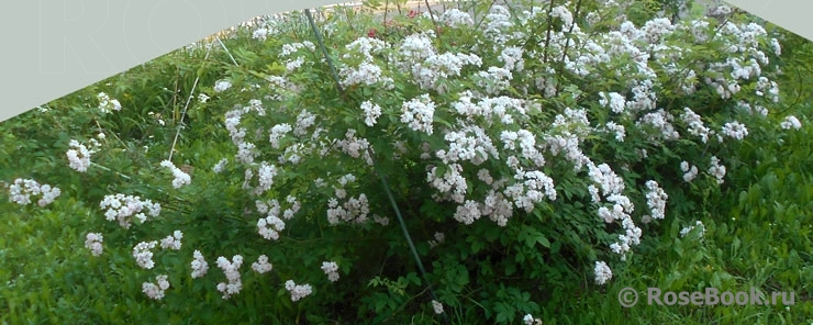 Paul’s Himalayan Musk 