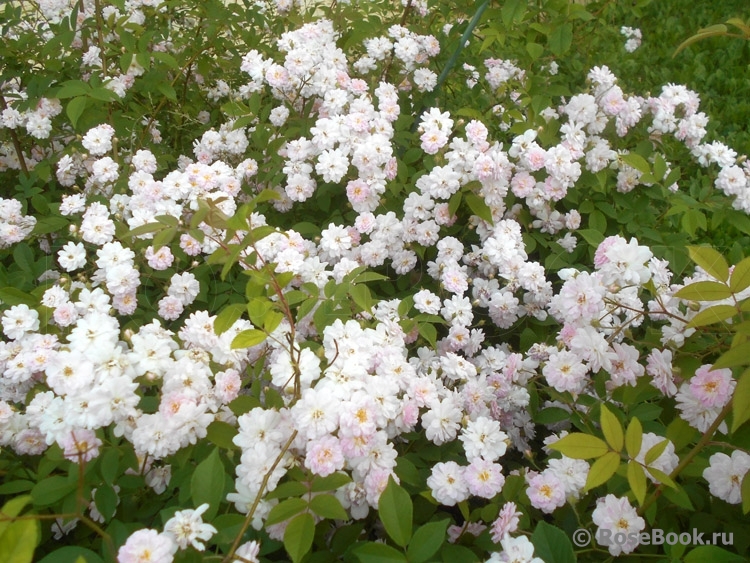 Paul’s Himalayan Musk 