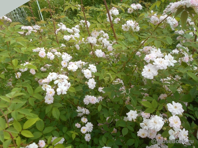 Paul’s Himalayan Musk 