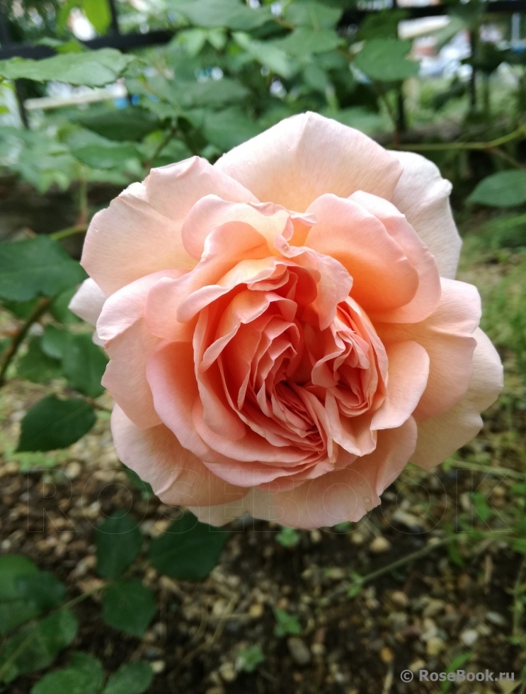 Abraham Darby