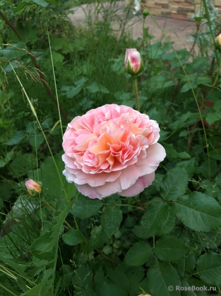 Abraham Darby