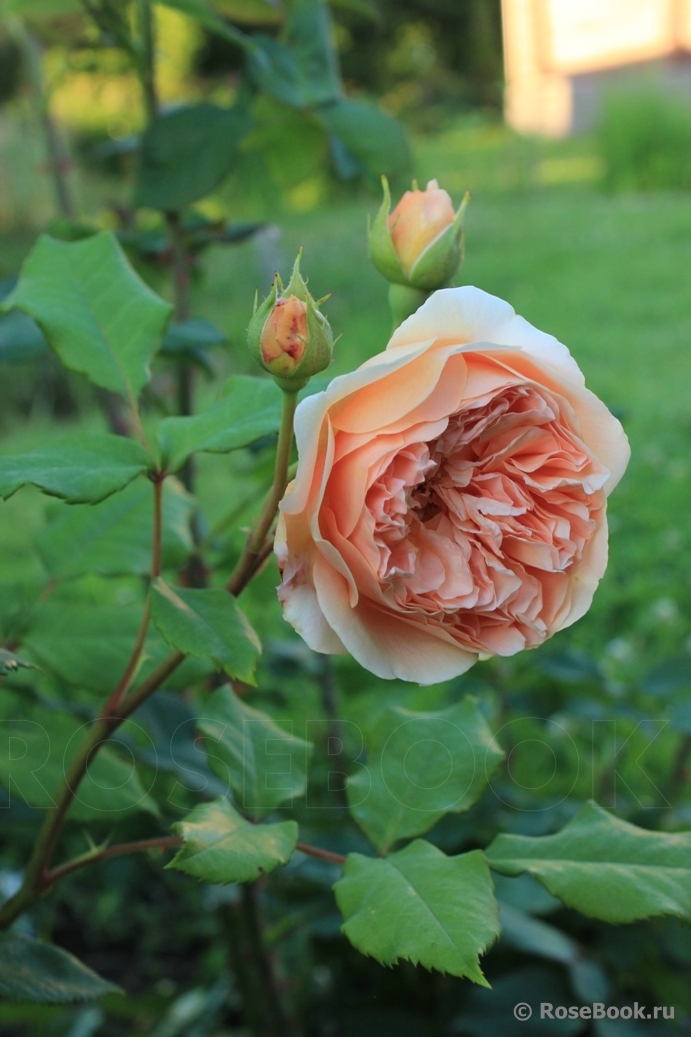 Crown Princess Margareta®