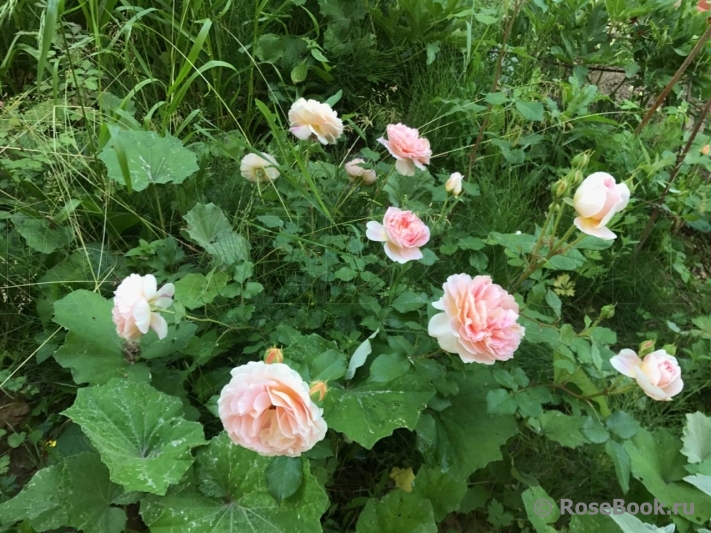 Abraham Darby