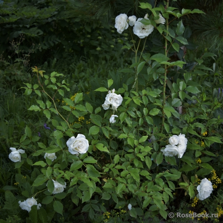 Schneewittchen