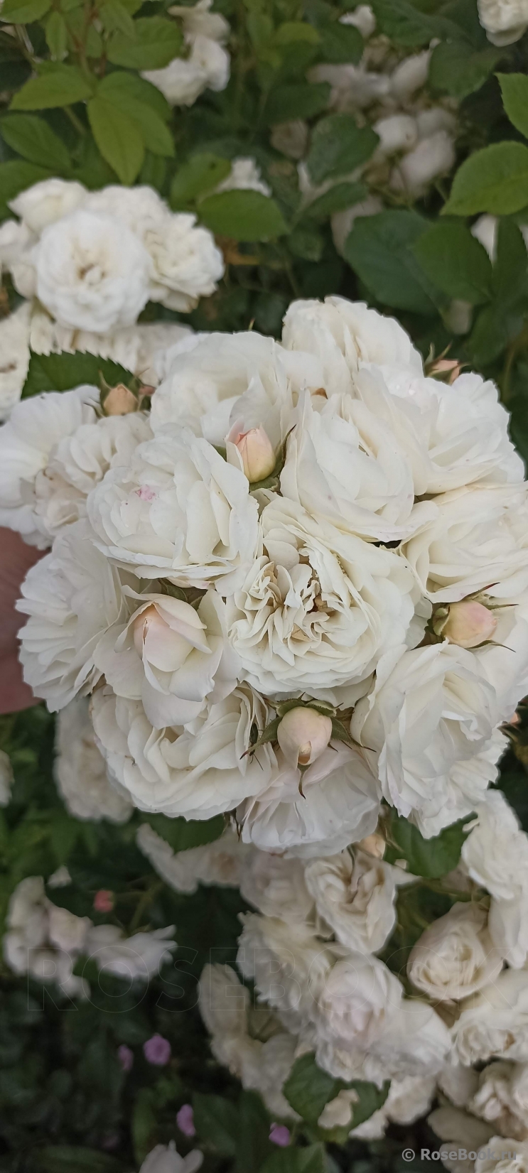 Bouquet Parfait