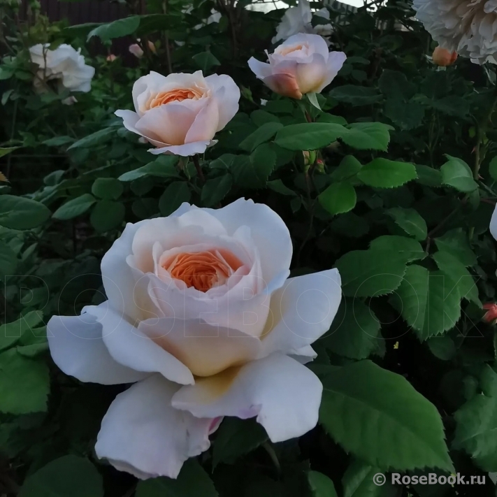 Crocus Rose® 