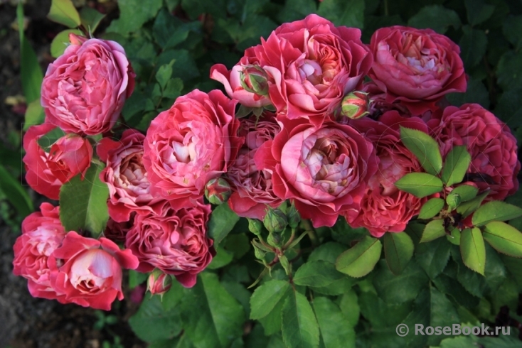 Centenaire de l'Haÿ-les-roses ®