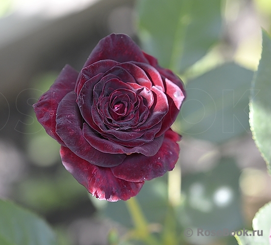 Black Baccara