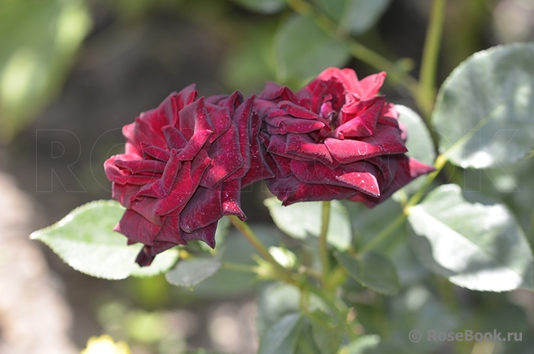 Black Baccara