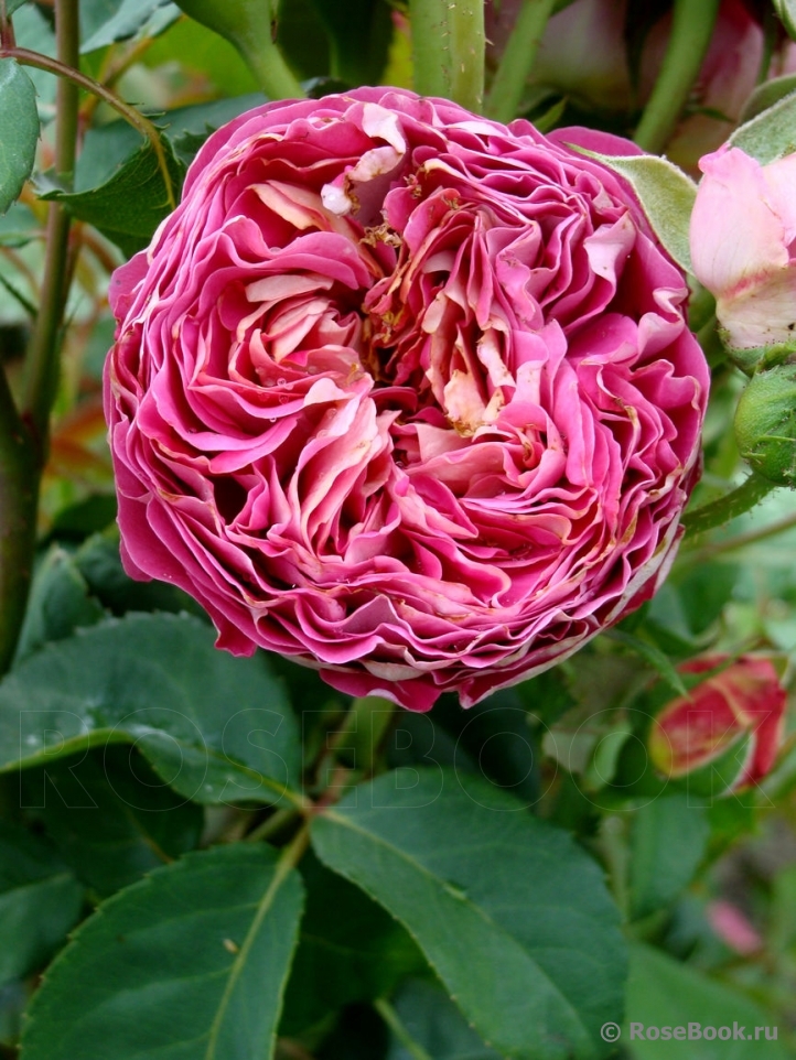 Centenaire de l'Haÿ-les-roses ®