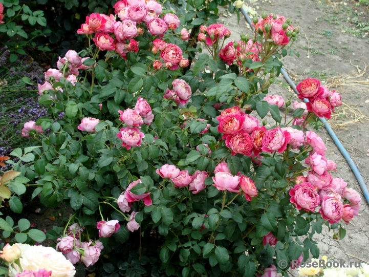 Centenaire de l'Haÿ-les-roses ®