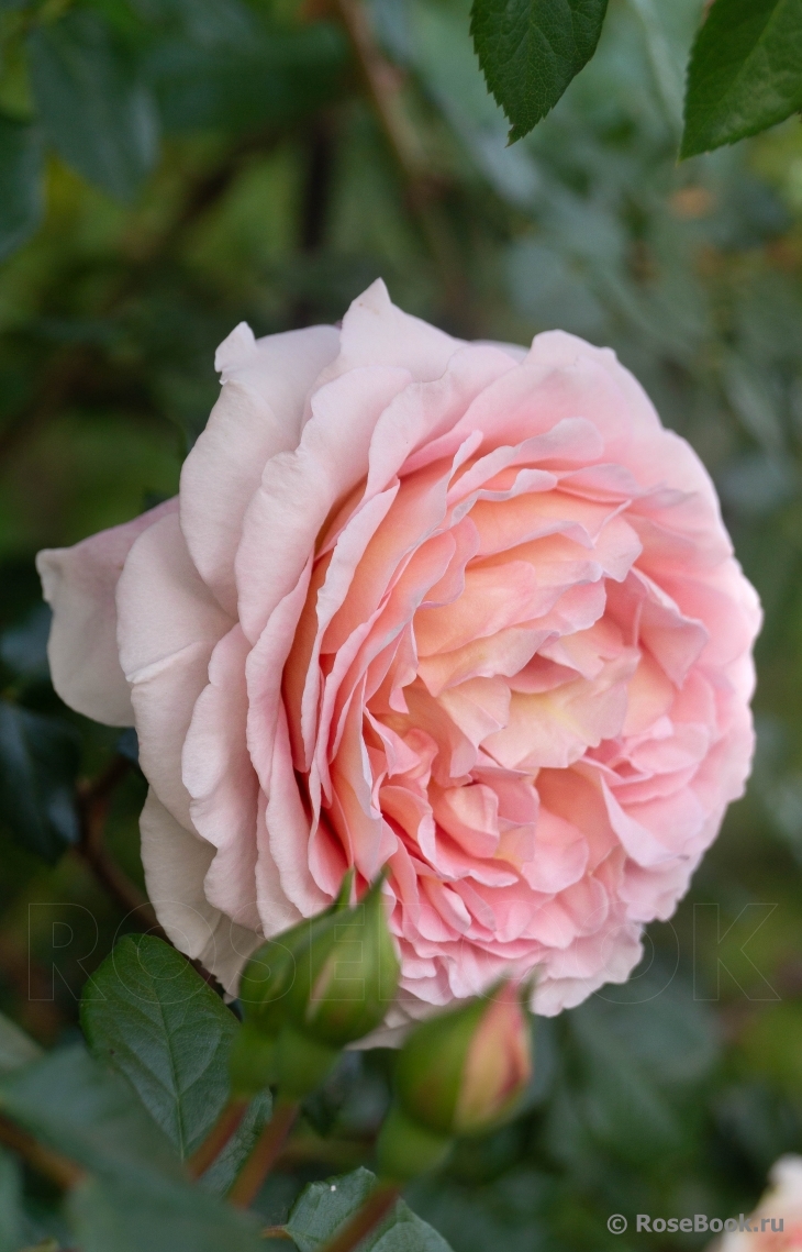 Abraham Darby