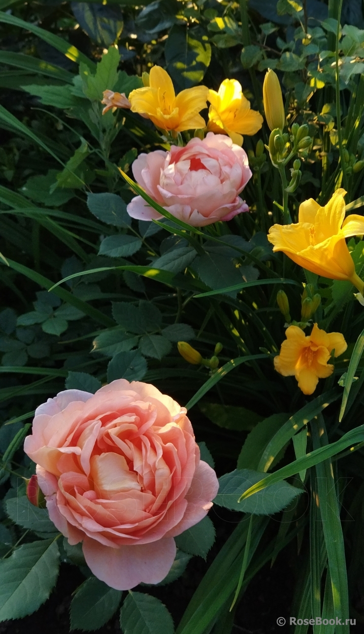 Lady of Shalott 