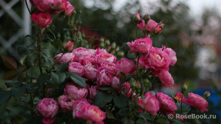 Centenaire de l'Haÿ-les-roses ®