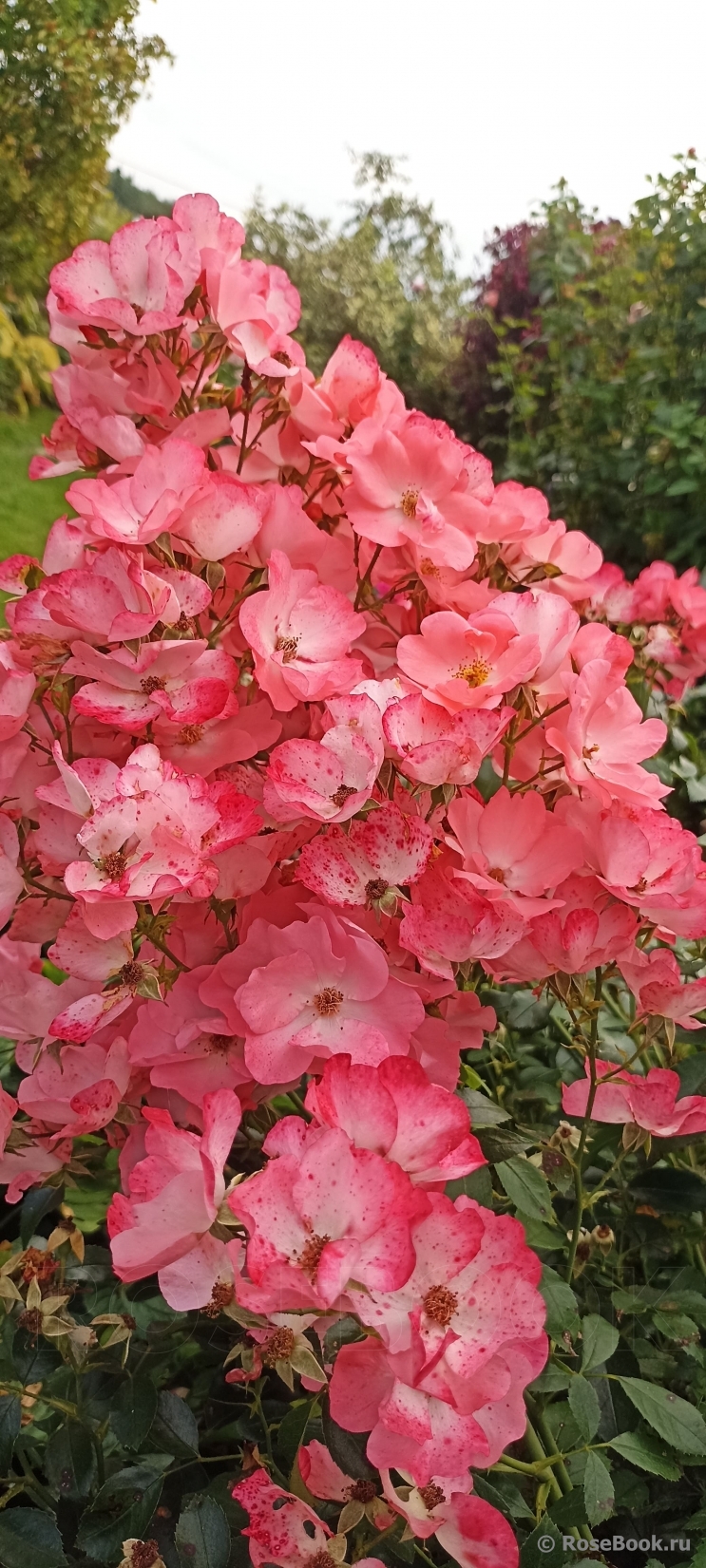 Pink  Blanket