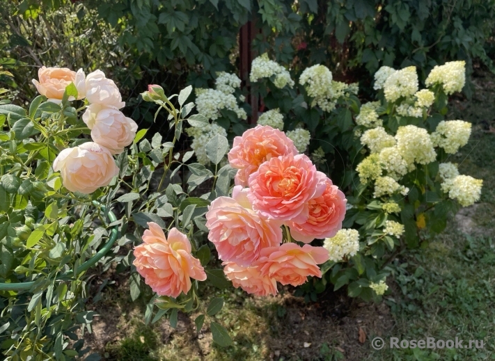 Lady of Shalott 