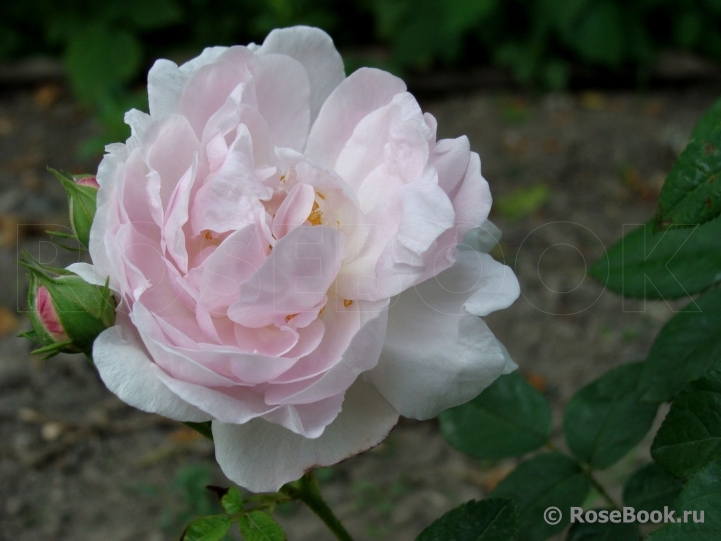 Duchesse d'Angouleme