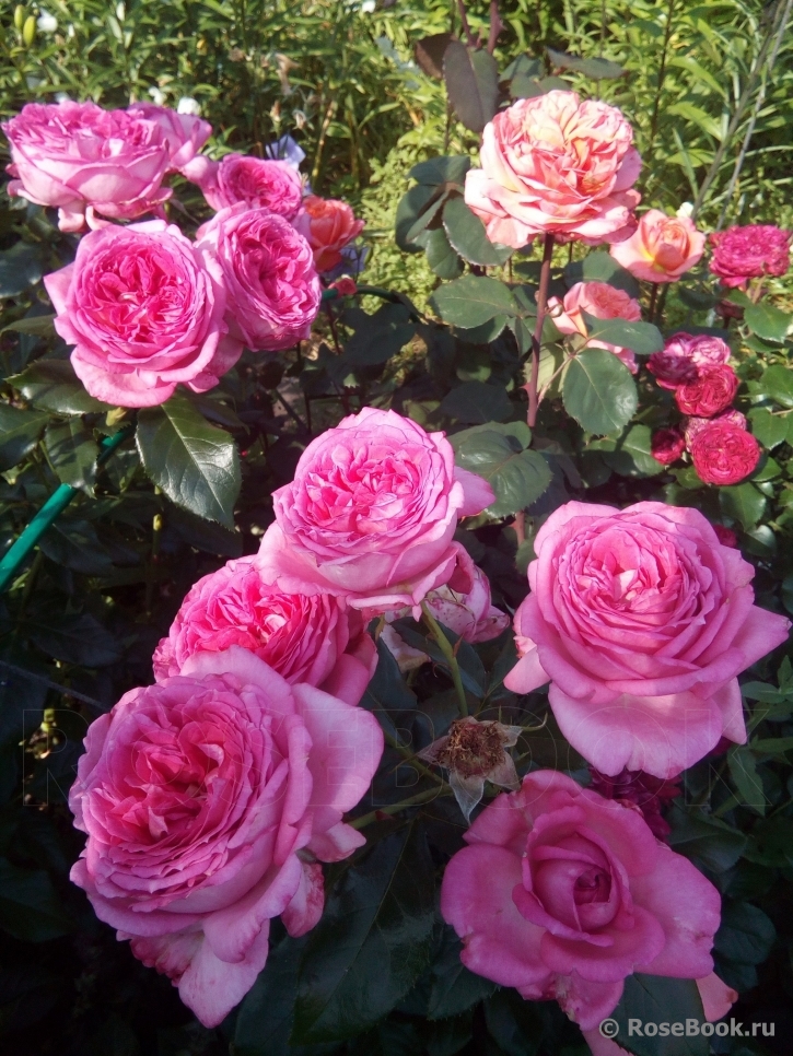 La Rose de Molinard ®