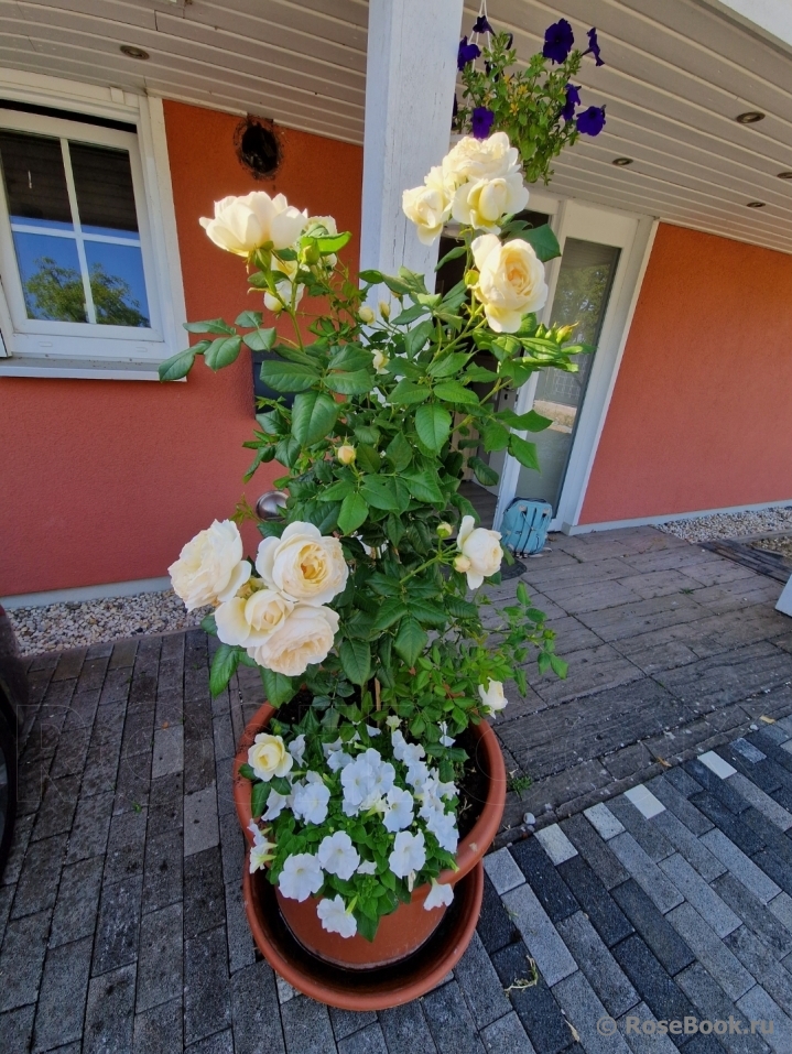 Uetersener Klosterrose