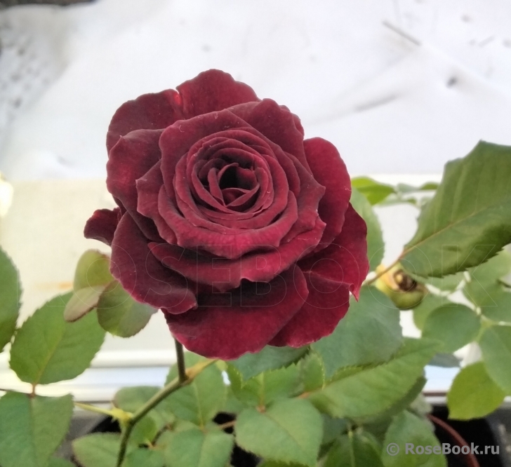 Black Baccara