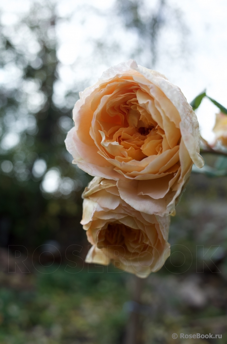 Crown Princess Margareta®