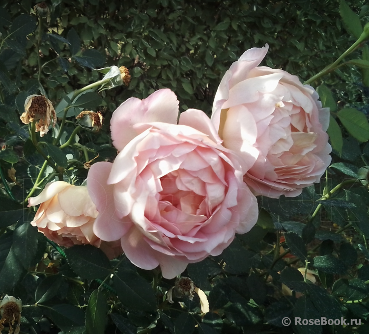 Lady of Shalott 