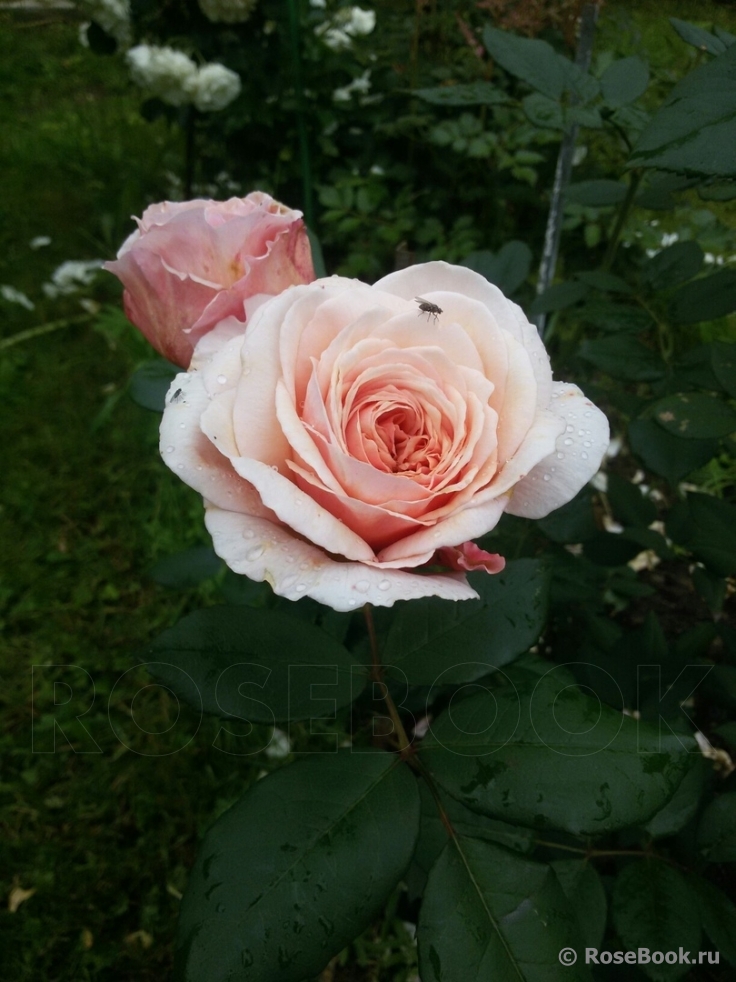 A Shropshire Lad