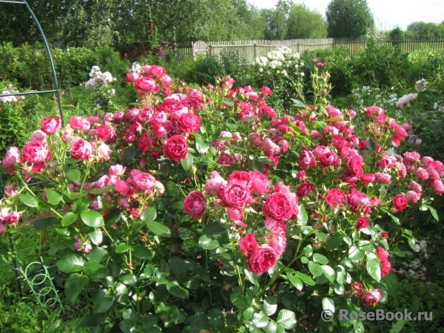 Domaine de St Jean de Beauregard 