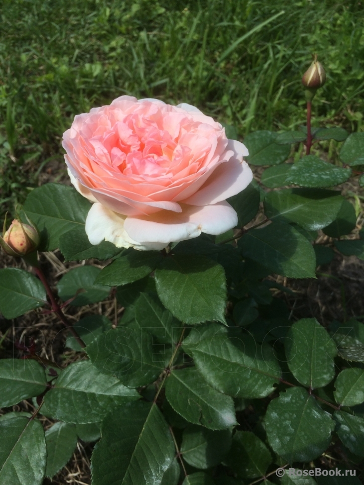 Abraham Darby