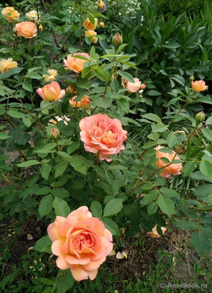 Lady of Shalott 