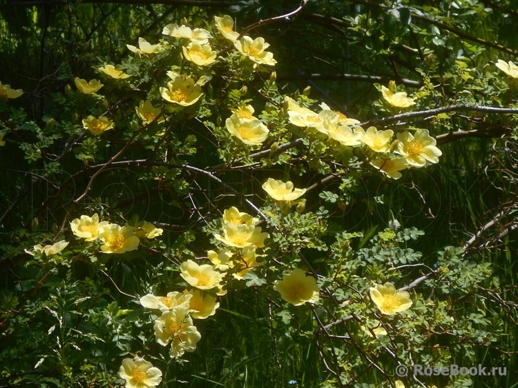 Canary Bird