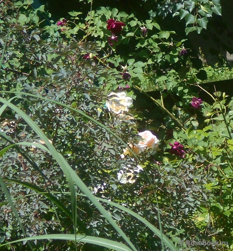 Rosa glauca 