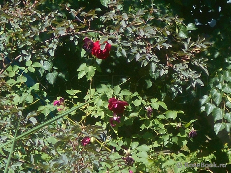 Rosa glauca 