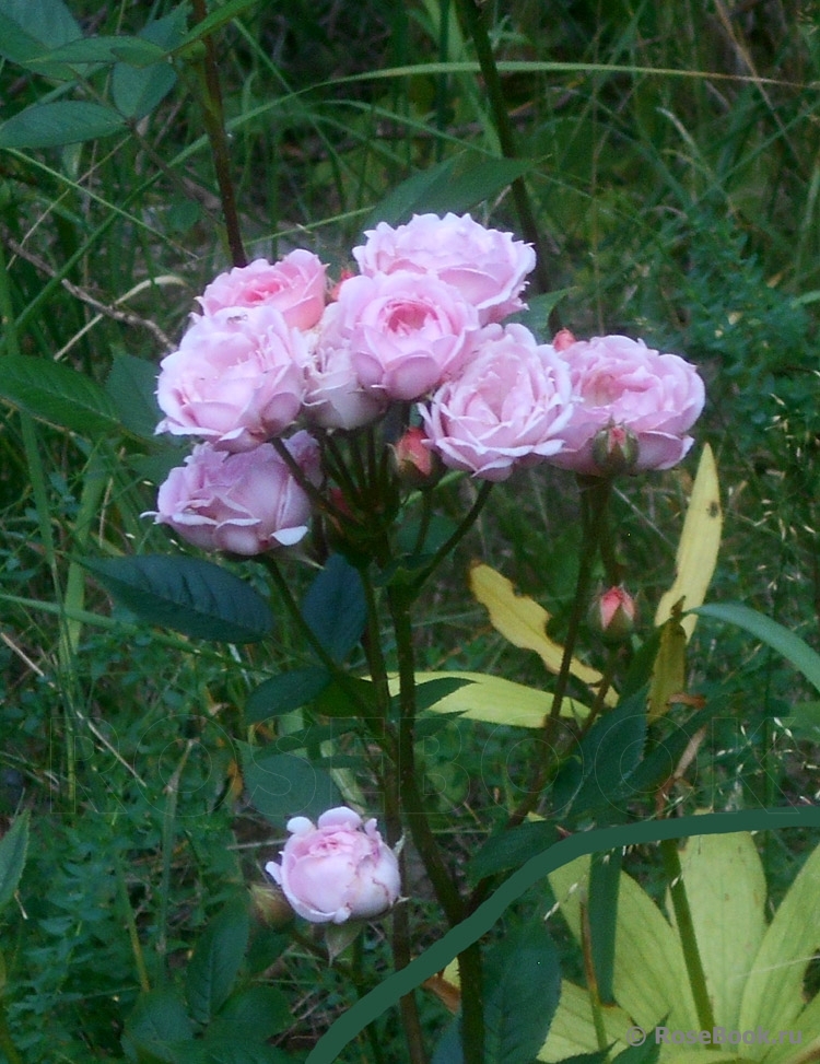 Pink Medallion