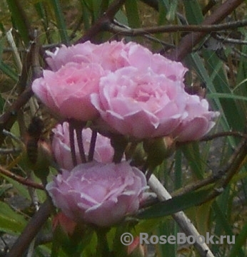 Pink Medallion