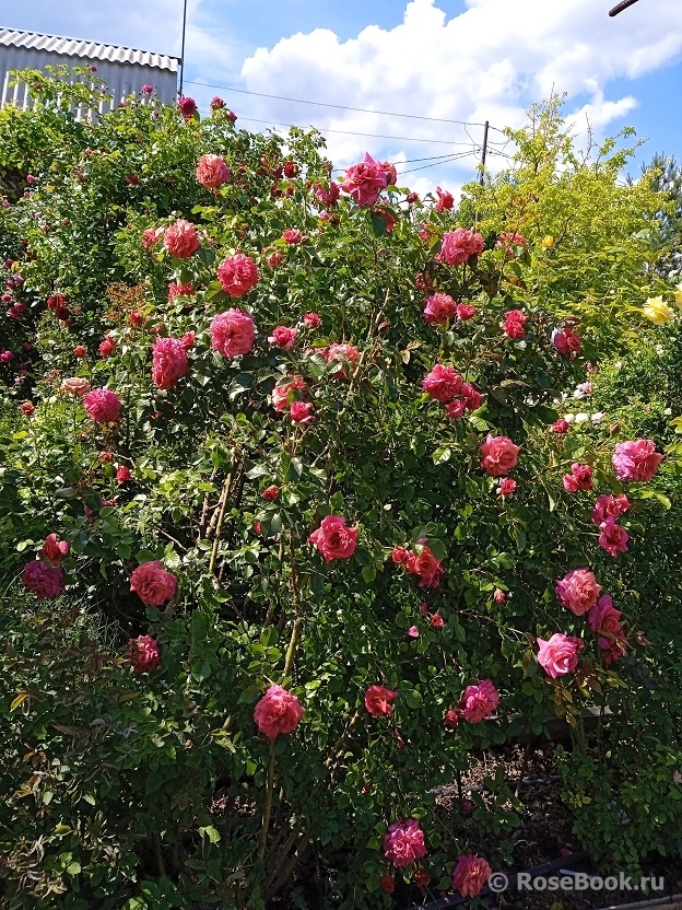 Сеянец Самарянка