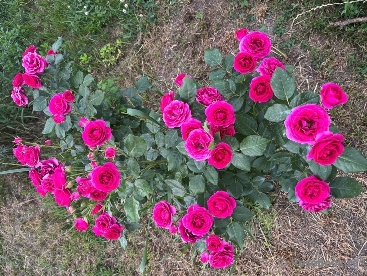 Domaine de St Jean de Beauregard 