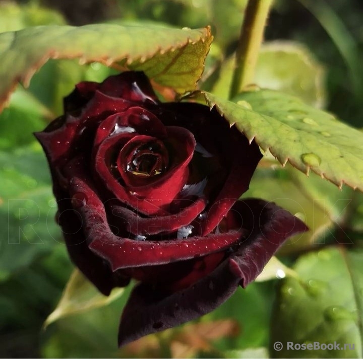 Black Baccara