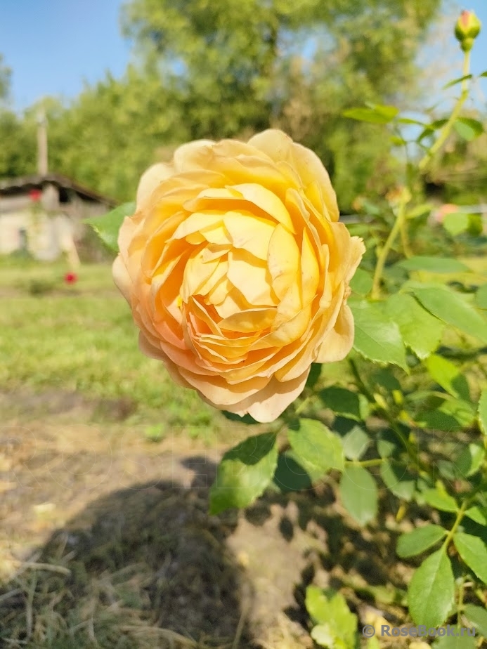 Lady of Shalott 