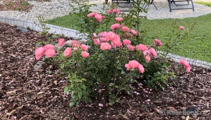 Mein schoner Garten