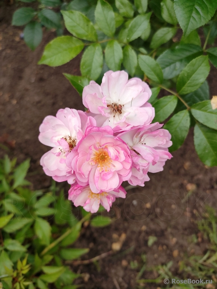 Rosa Siluetta Lavender