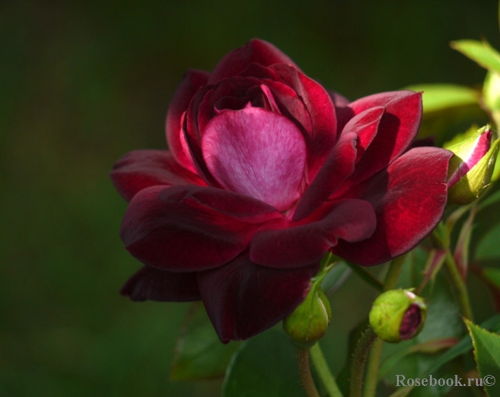 Burgundy Ice