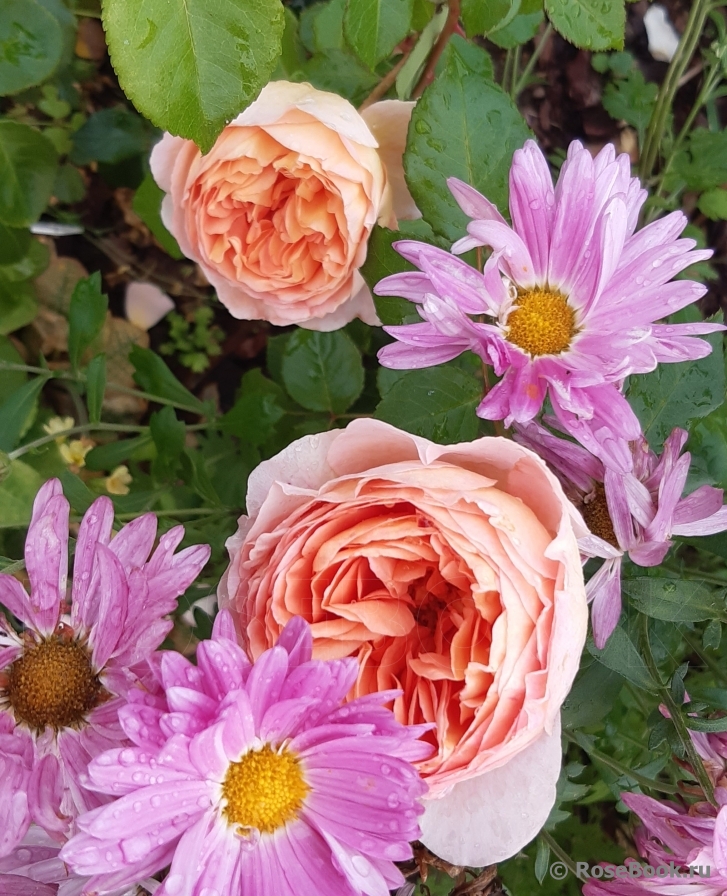 Abraham Darby