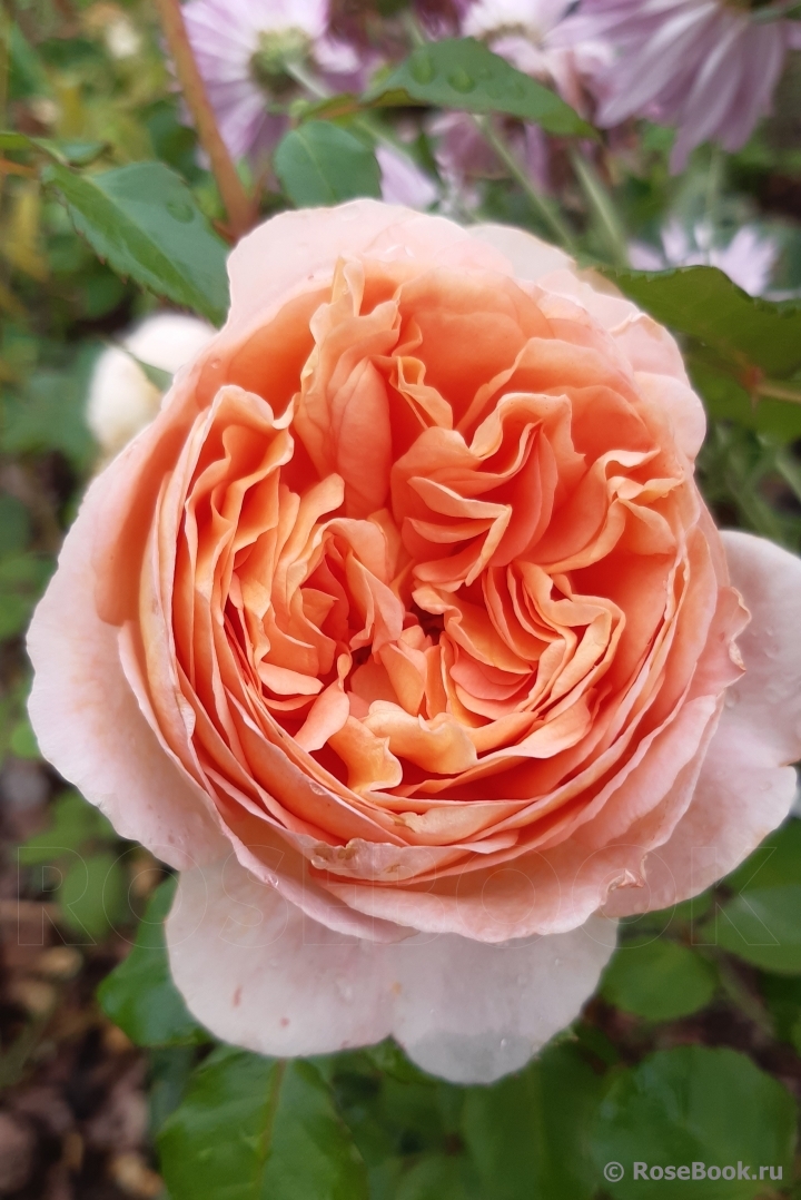 Abraham Darby