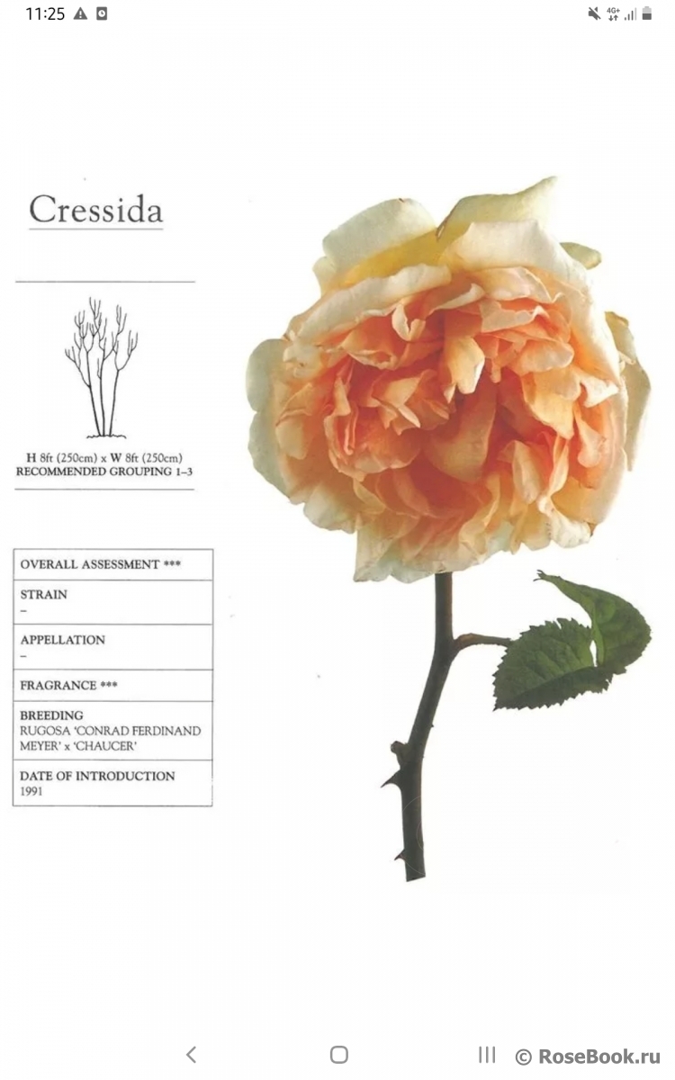 Cressida