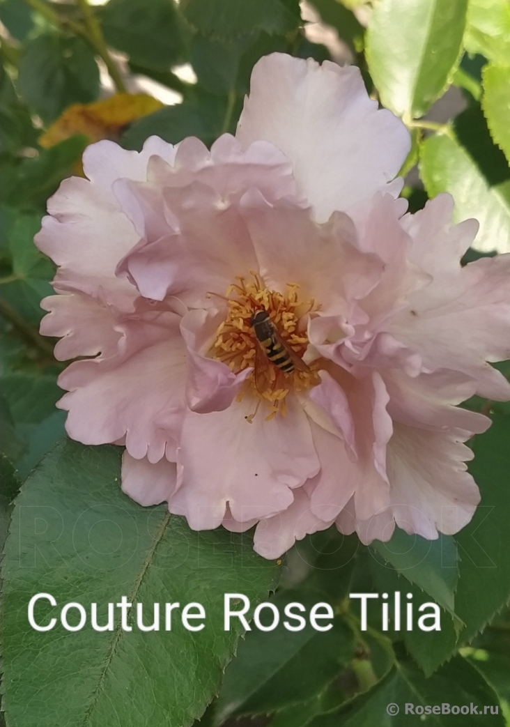 Couture Rose Tilia