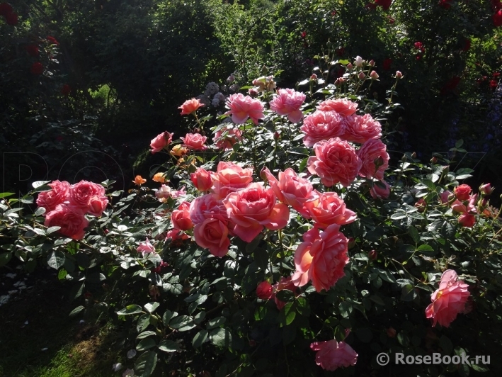 Pink Lady of Shalott