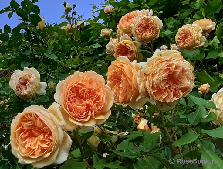 Crown Princess Margareta®